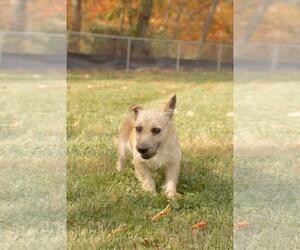 Mutt Dogs for adoption in Dublin, OH, USA