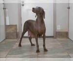 Small Photo #1 Weimaraner Puppy For Sale in OGDEN, UT, USA