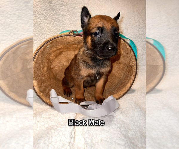 Medium Photo #7 Belgian Malinois Puppy For Sale in HOUSTON, TX, USA