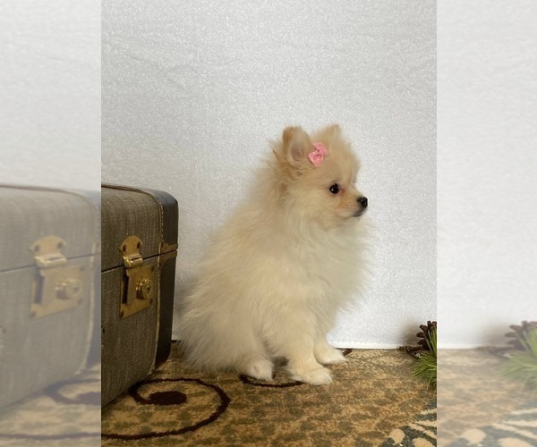 Medium Photo #10 Pomeranian Puppy For Sale in DOWNING, MO, USA