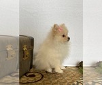 Small #9 Pomeranian