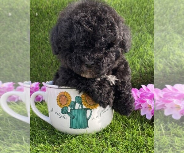 Medium Photo #10 Poodle (Toy) Puppy For Sale in WEST PALM BEACH, FL, USA