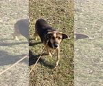 Small #6 German Shepherd Dog Mix