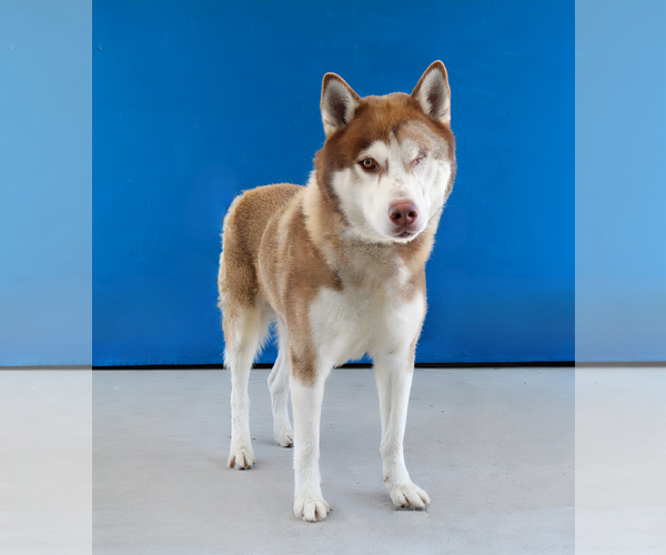 Medium Photo #2 Siberian Husky Puppy For Sale in Pasadena, CA, USA