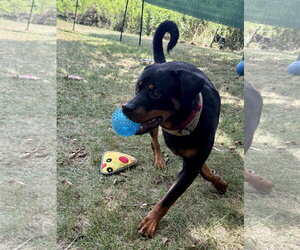 Einstein - Male Rottweiler Dog for Adoption - Photo #3
