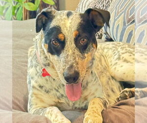 Mutt Dogs for adoption in Canton, CT, USA