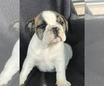 Small Photo #6 English Bulldog Puppy For Sale in BOWLING GREEN, KY, USA