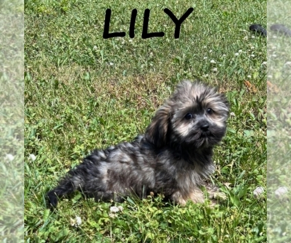 Medium Photo #3 Shorkie Tzu Puppy For Sale in HARTLAND, MN, USA