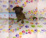 Small Photo #19 Poodle (Toy) Puppy For Sale in LAPEER, MI, USA