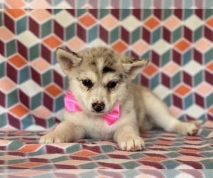 Pomsky Puppy for sale in LANCASTER, PA, USA