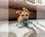 Small #2 Catahoula Leopard Dog Mix
