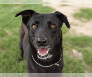 Labrador Retriever-Unknown Mix Dogs for adoption in Conroe, TX, USA