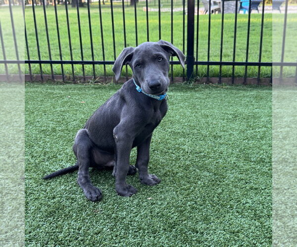 Medium Photo #2 Labrador Retriever-Unknown Mix Puppy For Sale in Fort Worth, TX, USA