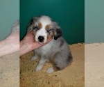 Small Photo #4 Australian Shepherd Puppy For Sale in DUVALL, WA, USA