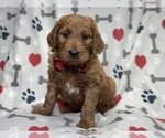 Small #4 Goldendoodle