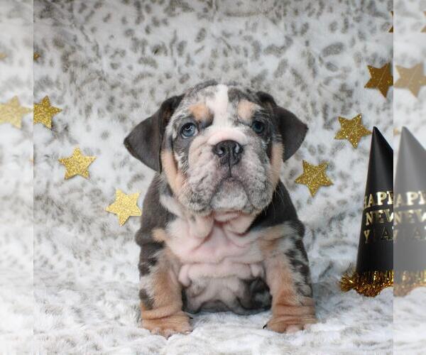 Medium Photo #2 French Bulldog Puppy For Sale in LITITZ, PA, USA