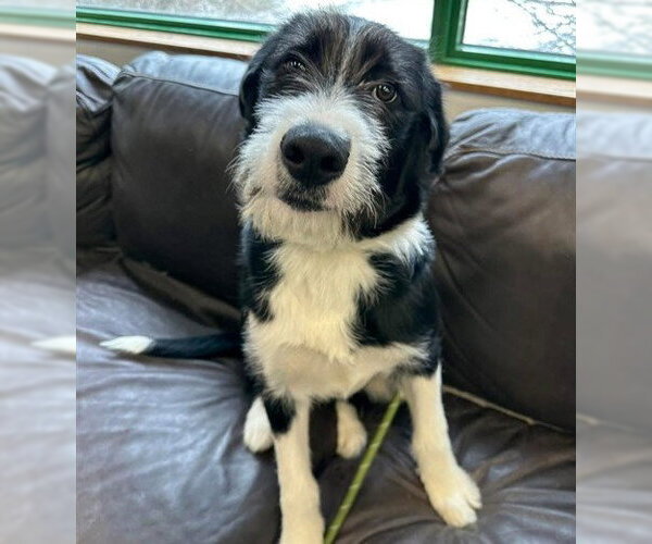 Medium Photo #1 Mutt Puppy For Sale in Anchorage, AK, USA
