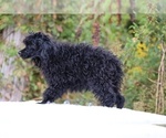 Small #23 Poodle (Miniature)