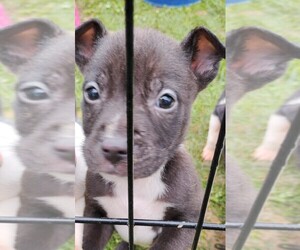 American Pit Bull Terrier-Dalmatian Mix Puppy for sale in LIVERMORE FALLS, ME, USA