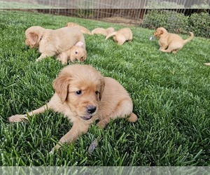 Golden Retriever Puppy for Sale in MODESTO, California USA