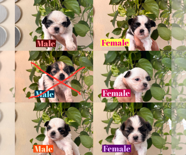 Medium Photo #1 Shih Tzu Puppy For Sale in EXETER, CA, USA