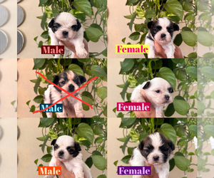 Medium Shih Tzu
