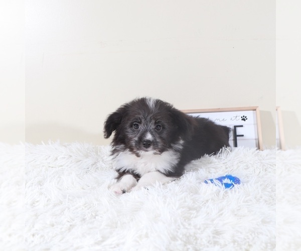 Medium Photo #2 Aussiedoodle Toy Puppy For Sale in MOUNT VERNON, OH, USA