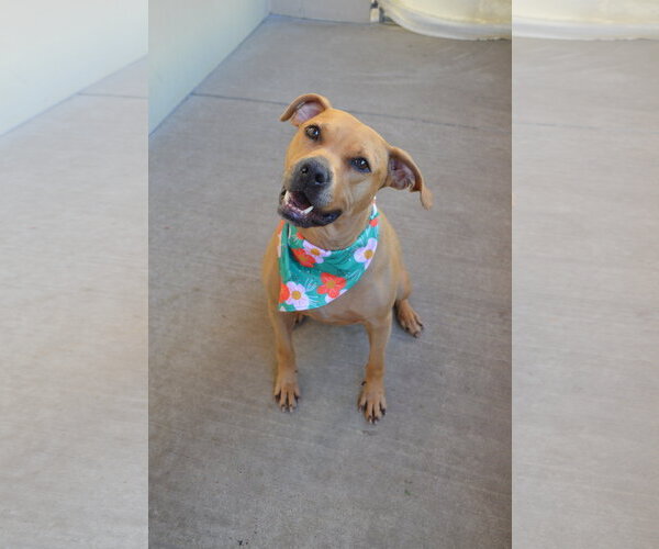 Medium Photo #1 Rhodesian Ridgeback-Unknown Mix Puppy For Sale in McKinney, TX, USA