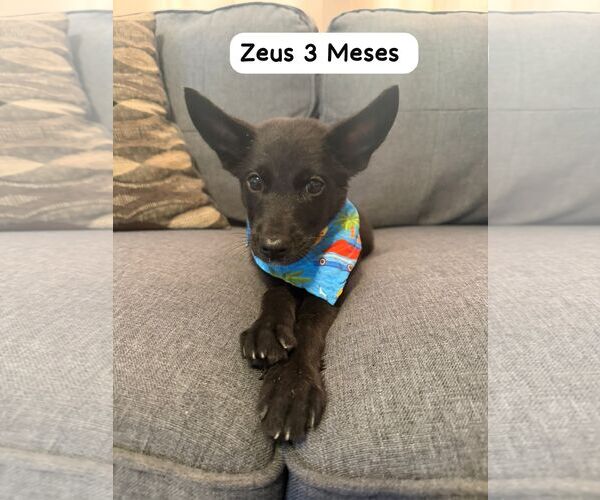 Medium Photo #3 Schipperke-Unknown Mix Puppy For Sale in NYC, NY, USA