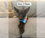 Small #2 Schipperke Mix