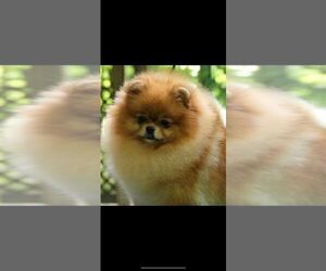 Mother of the Pomeranian puppies born on 01/15/2024