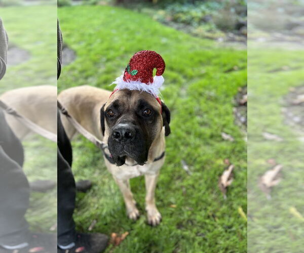Medium Photo #2 Mastiff Puppy For Sale in McMinnville, OR, USA