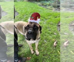 Dusty - Male Mastiff Dog for Adoption - Photo #2