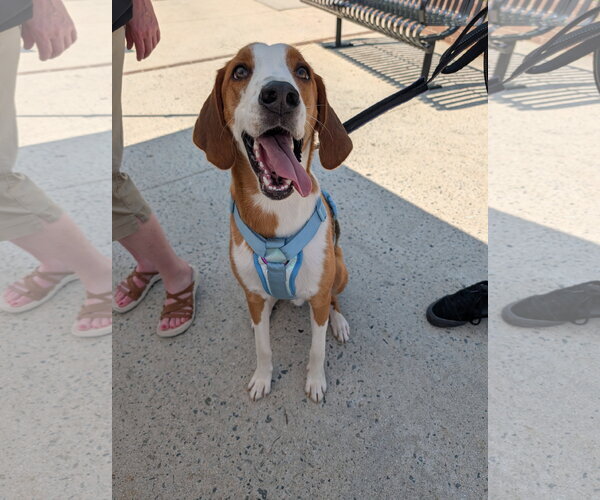 Medium Photo #1  Puppy For Sale in , 
