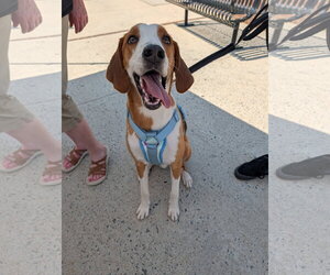 Mutt Dogs for adoption in Roxboro, NC, USA