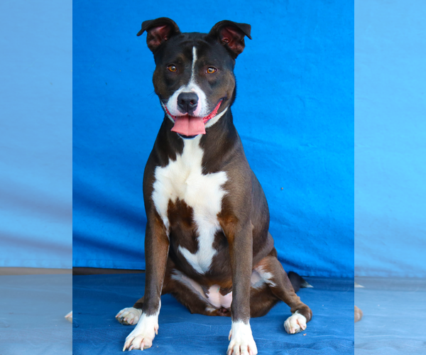 Medium Photo #2 Border Collie-Unknown Mix Puppy For Sale in Pasadena, CA, USA