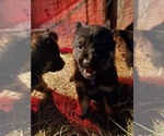 Small Photo #15 German Shepherd Dog Puppy For Sale in COWGILL, MO, USA