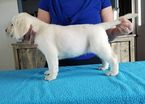 Small Labrador Retriever