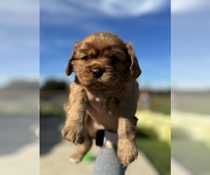 Cavalier King Charles Spaniel Puppy for Sale in COALGATE, Oklahoma USA