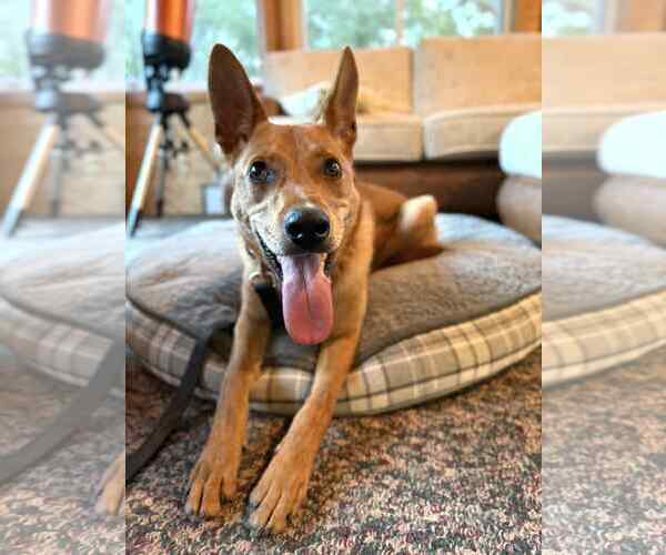Medium Photo #8 Mutt Puppy For Sale in Greenville, SC, USA