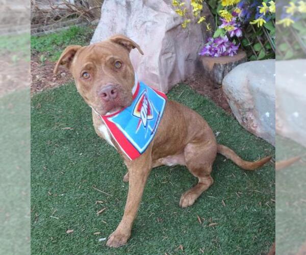 Medium Photo #1 American Pit Bull Terrier Puppy For Sale in Oklahoma City, OK, USA