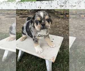 Puggle Puppy for sale in GOSHEN, IN, USA