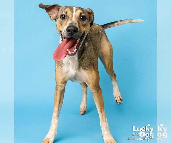 Medium Photo #7 Mutt Puppy For Sale in Washington, DC, USA