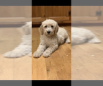 Small Photo #3 Poodle (Standard) Puppy For Sale in MOUNTAIN VIEW, AR, USA