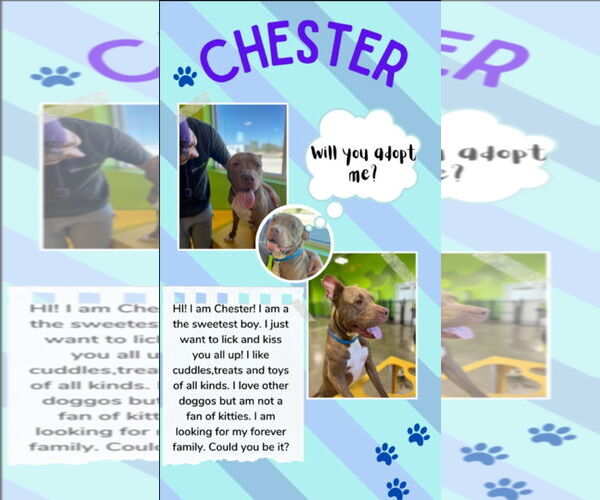 Medium Photo #16 American Staffordshire Terrier Puppy For Sale in Rosenberg, TX, USA