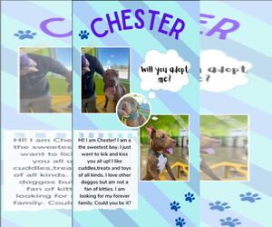Chester - Male American Staffordshire Terrier Dog for Adoption - Photo #16