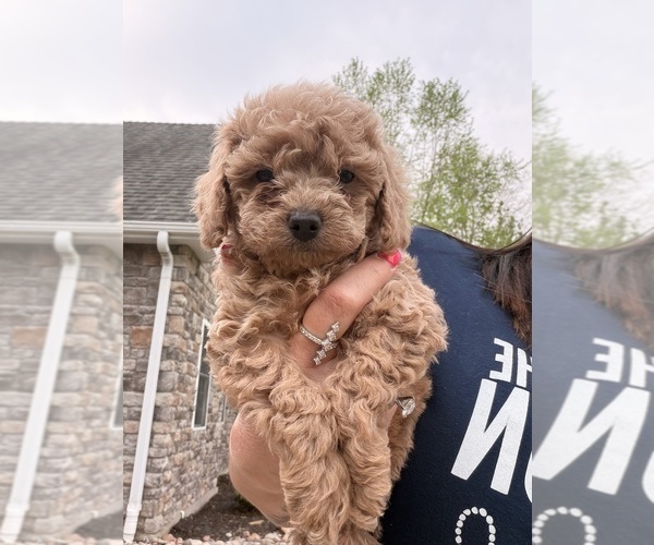 Medium Photo #2 Poodle (Toy) Puppy For Sale in EXCELSIOR SPRINGS, MO, USA