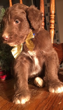 Medium Photo #2 Aussiedoodle Puppy For Sale in ARBA, IN, USA