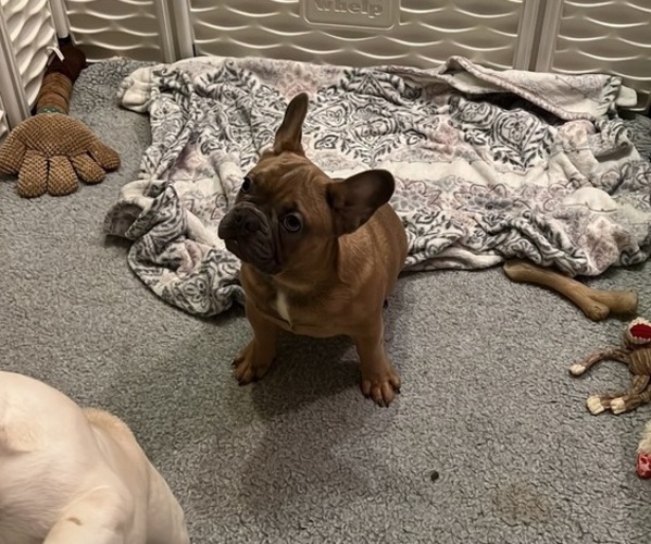Medium Photo #5 French Bulldog Puppy For Sale in PARAGOULD, AR, USA