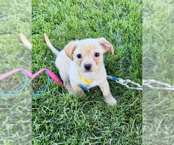 Medium Photo #1 Beagle-Unknown Mix Puppy For Sale in Plainfield, IL, USA